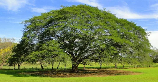 Lifetime-Value-(LTV)